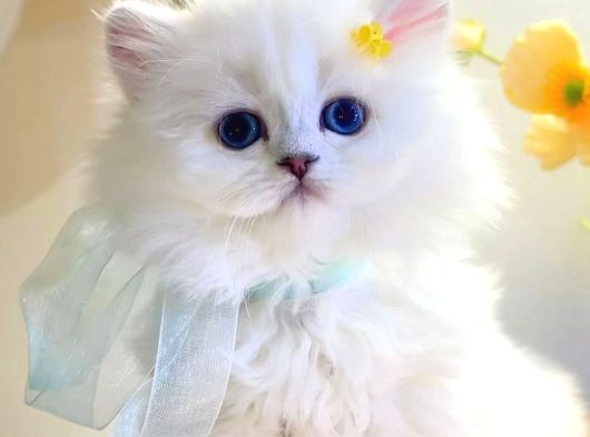 İhtişamlı Silver British Longhair yavrumuz