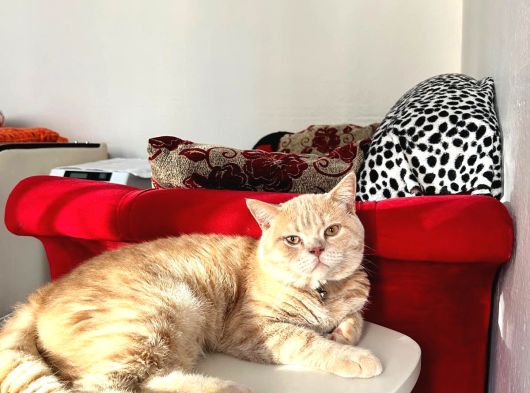 British Shorthair görsel
