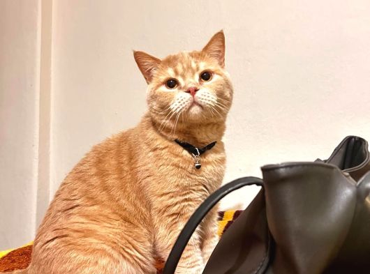 British Shorthair görsel