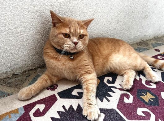 British Shorthair görsel