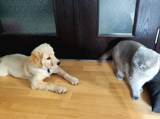 7 Aylık Sevgi Dolu Golden Retriever Ömürlük Yuva Arıyor görsel