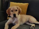 7 Aylık Sevgi Dolu Golden Retriever Ömürlük Yuva Arıyor