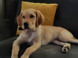 7 Aylık Sevgi Dolu Golden Retriever Ömürlük Yuva Arıyor