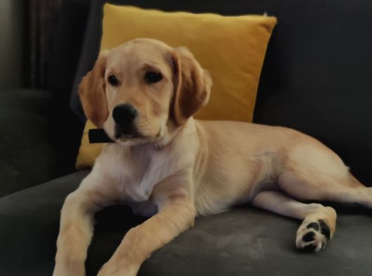 7 Aylık Sevgi Dolu Golden Retriever Ömürlük Yuva Arıyor