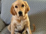 7 Aylık Sevgi Dolu Golden Retriever Ömürlük Yuva Arıyor