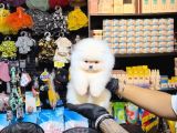 POMERRİAN BOO SEVİMLİ YAVRULAR