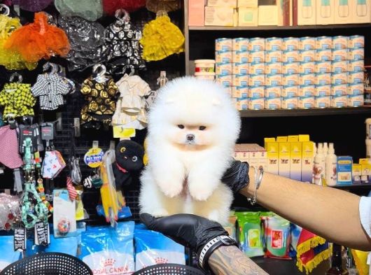 Pomerri̇an Boo Sevi̇mli̇ Yavrular