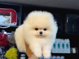 Pomerri̇an Boo Sevi̇mli̇ Yavrular