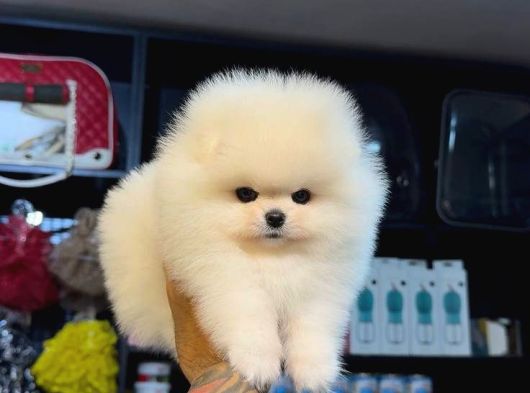 Pomerri̇an Boo Sevi̇mli̇ Yavrular görsel