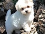 Maltese Terri̇er Ci̇nsi̇ Yavrular