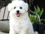 MALTESE TERRİER CİNSİ YAVRULAR