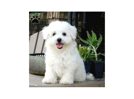 Maltese Terri̇er Ci̇nsi̇ Yavrular