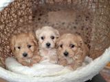 KAHVE TONLU MALTİPOO CİNSİ YAVRULAR
