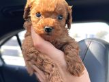 TOY POODLE SEVİMLİ YAVRULAR EV ÜRETİMİ