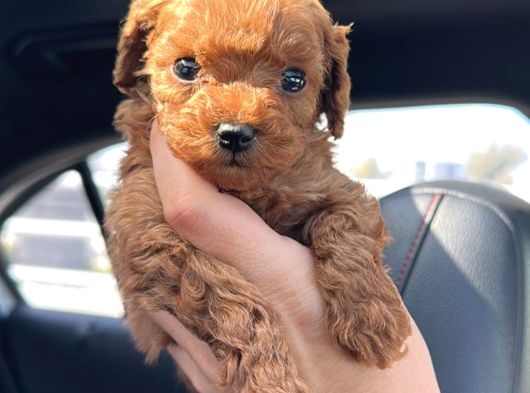 Toy Poodle Sevi̇mli̇ Yavrular Ev Üreti̇mi̇