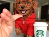 RED BROWN TOY POODLE YAVRULARIMIZ