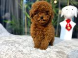 ToyPoodle TeacupKore