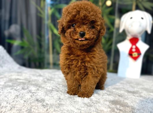 Toypoodle Teacupkore