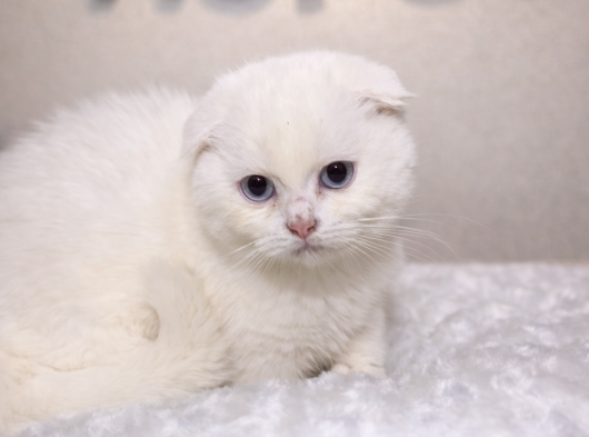 Ayı Surat Mükkemel A Kalite Scottish Fold