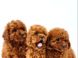 Toy poodle ırkının en güzeli mükemmel yavrular