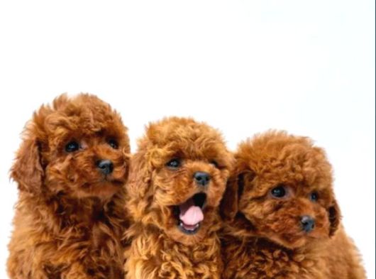 Toy Poodle Irkının En Güzeli Mükemmel Yavrular
