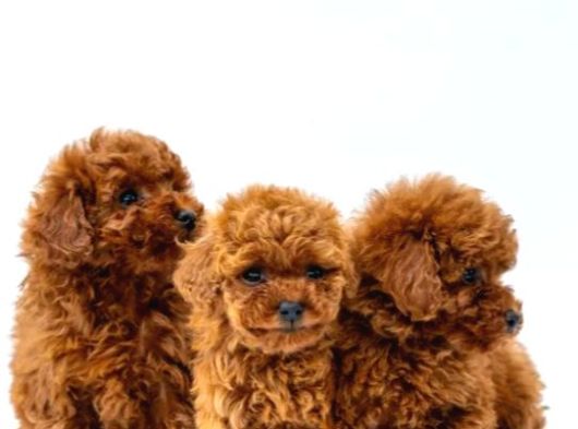 Toy Poodle Irkının En Güzeli Mükemmel Yavrular görsel