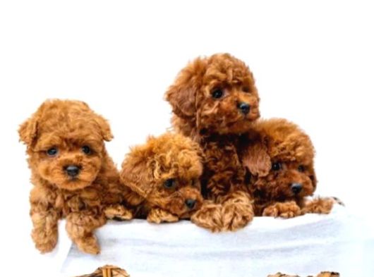 Toy Poodle Irkının En Güzeli Mükemmel Yavrular görsel