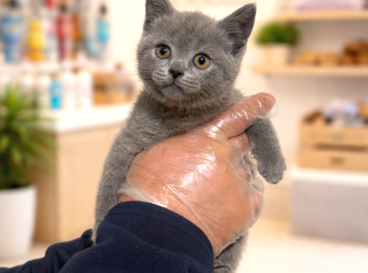 Harika Güzellikte British Shorthair Yavrumuz görsel