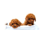 Toy Poodle Irkının En Güzeli Mükemmel Yavrular