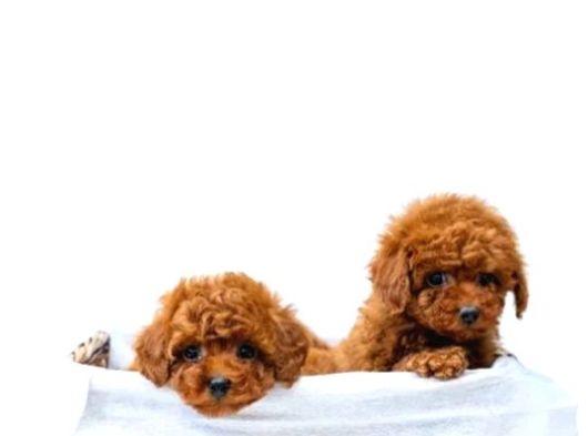 Toy Poodle Irkının En Güzeli Mükemmel Yavrular görsel