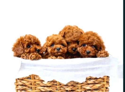 Toy Poodle Irkının En Güzeli Mükemmel Yavrular görsel