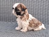 Shihtzu Yavrularımız Irkının En Iyileri