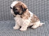 Shihtzu Yavrularımız Irkının En Iyileri