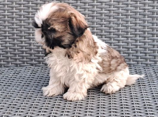 Shihtzu Yavrularımız Irkının En Iyileri görsel