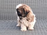 Shihtzu Yavrularımız Irkının En Iyileri