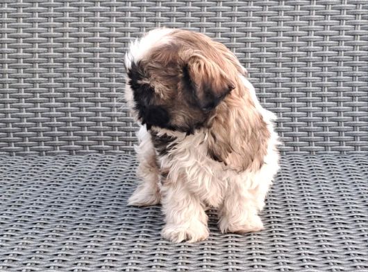 Shihtzu Yavrularımız Irkının En Iyileri görsel