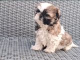 Shihtzu Yavrularımız Irkının En Iyileri
