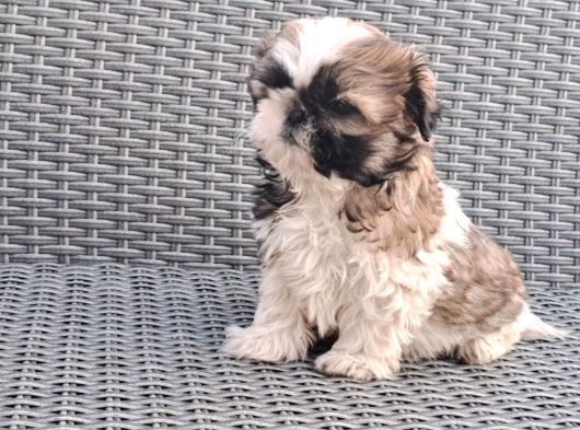 Shihtzu Yavrularımız Irkının En Iyileri görsel
