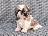 Shihtzu yavrularımız ırkının en iyileri