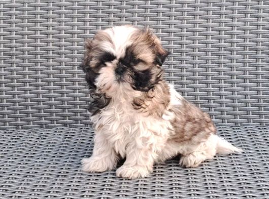 Shihtzu Yavrularımız Irkının En Iyileri