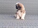 Shihtzu Yavrularımız Irkının En Iyileri