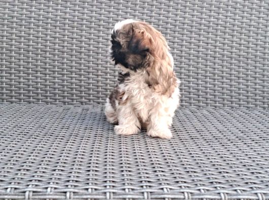 Shihtzu Yavrularımız Irkının En Iyileri görsel