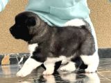 Amerikan Akita Inu Yavrular