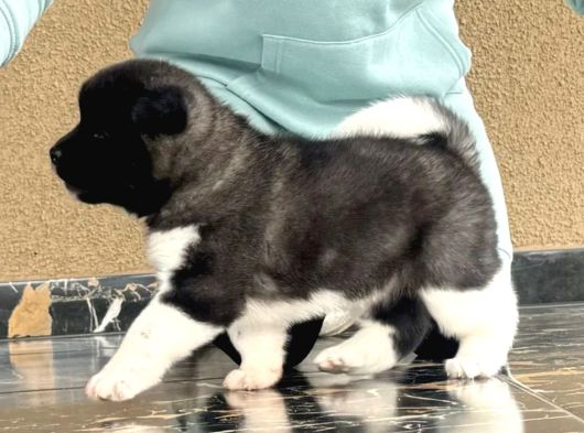 Amerikan Akita Inu Yavrular görsel