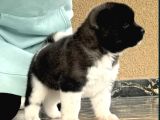 Amerikan Akita Inu Yavrular