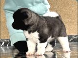 Amerikan akita inu yavrular
