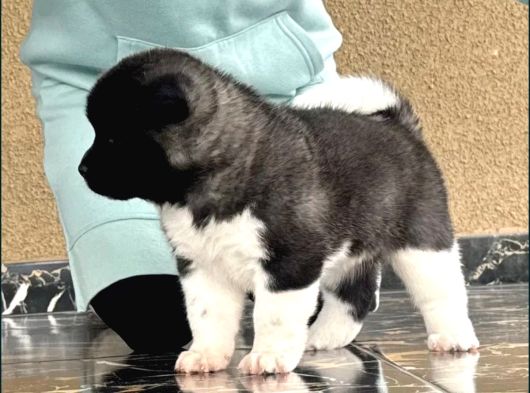 Amerikan Akita Inu Yavrular