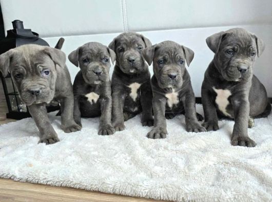 Cane corso en kalitelisi dev ırkının en iyisi