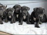 Cane Corso En Kalitelisi Dev Irkının En Iyisi