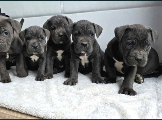 Cane Corso En Kalitelisi Dev Irkının En Iyisi görsel